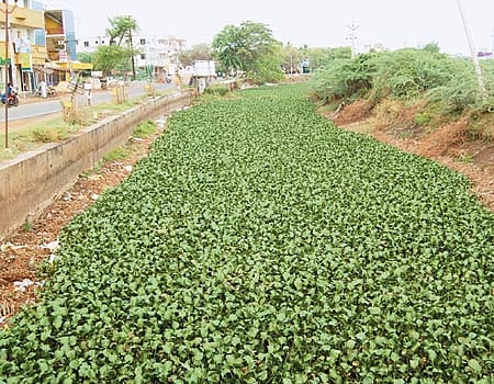 தூர்வாரப்படாத பாசன வாய்க்கால்!