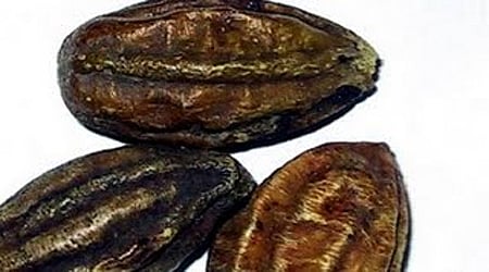 ஆயுள்காக்கும் ஆயுர்வேதம்: கடுக்காய் ஒன்றே போதுமே!