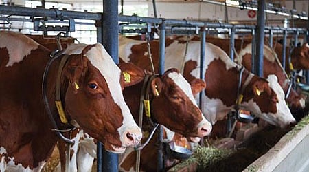 பசுக்கள்