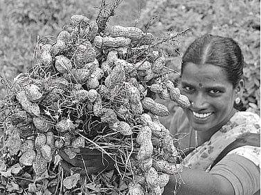 வேர்க்கடலை ஏழைகளின் முந்திரி!