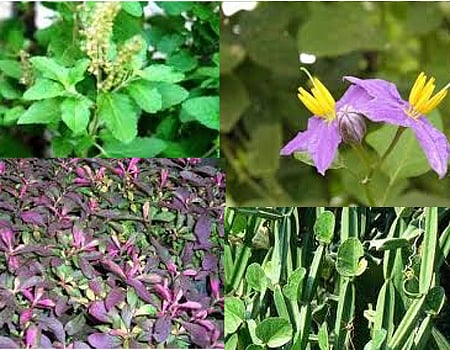 ஆயுள்காக்கும் ஆயுர்வேதம்: எளிய மருத்துவம்!