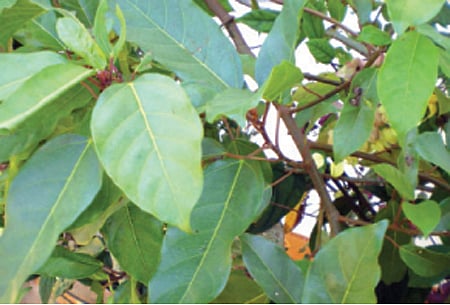 ஆயுள் காக்கும் ஆயுர்வேதம்: அத்தி இலை மாத்திரை!