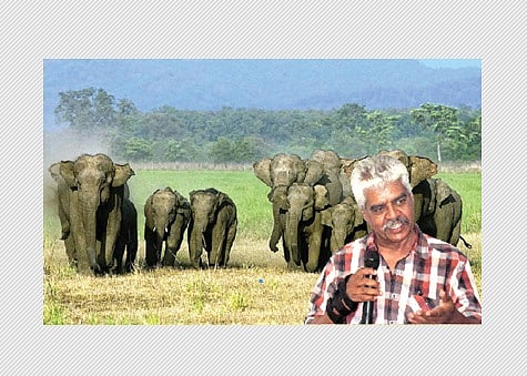 இயற்கையின் ஆதார உயிர் யானை!