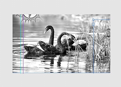 கோடை காலமும், பறவை விலங்குகளும்