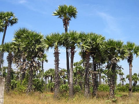 கோப்புப் படம்.