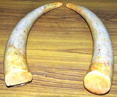 திருச்செந்தூர் கடலில் கிடந்த 2 யானை தந்தங்கள் மீட்பு