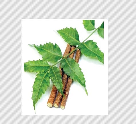 பல் தேய்க்கும் குச்சிகளும்  அதன் பயன்களும்