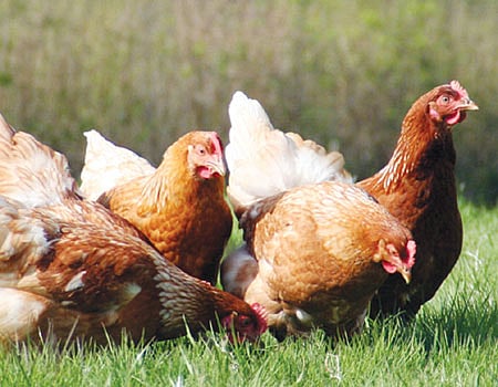 வருவாய் தரும் கோழி வளர்ப்பு!