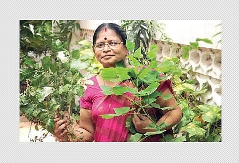 நோய் தீர்க்கும் மூலிகை வைத்தியம்!