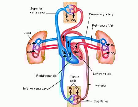 உய‌ர் ர‌த்த அழு‌த்த‌ம்:​ ​உட‌ல் நலனு‌க்கு உதவா‌து!