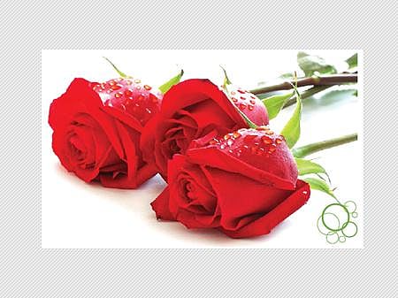 ரோஜாப்பூ மருத்துவம் 