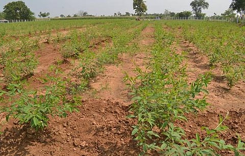 விருதுநகர் மாவட்டத்தில் நடவு முறையில் துவரைச் சாகுபடி செய்து விவசாயிகள் அதிக மகசூல் பெறலாம்