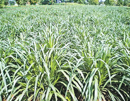 பால் வளத்தைப் பெருக்கும் கம்பு நேப்பியர் ஒட்டுப்புல்!