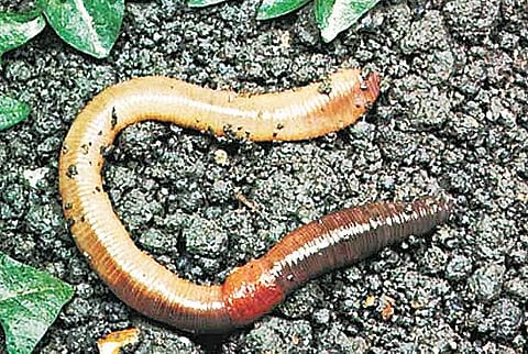 பண்ணைக் கழிவுகளில் இருந்து உரம் தயாரிக்கலாம்!