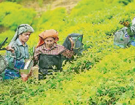 மூணாறு தேயிலைத் தோட்டங்களில்