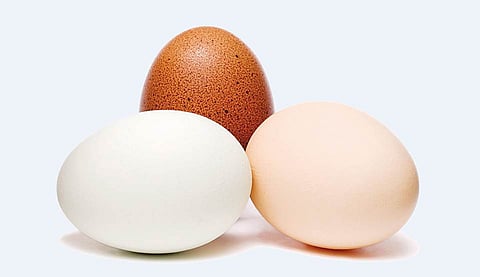 தொடர் மழையால் அதிரடியாகக் குறைந்தது முட்டை உற்பத்தி