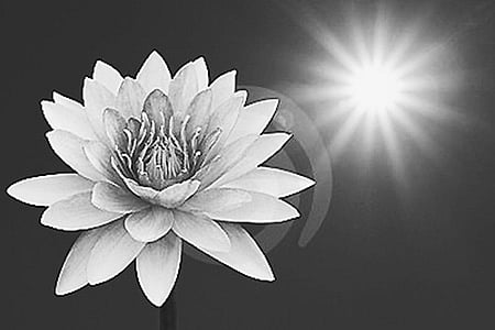 அனலுக்குத் தாமரை மலருமா?