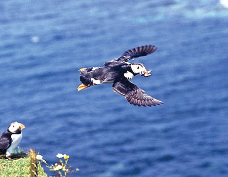 பறக்கும்... நீந்தும் இயந்திரத் தேனீ!