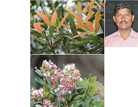 அழிவின் விளிம்பில் உள்ள 5 மரங்கள்!