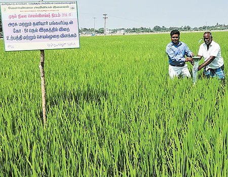 கூடுதல் லாபம் தரும் இயற்கை விவசாய முறை நெல் சாகுபடி