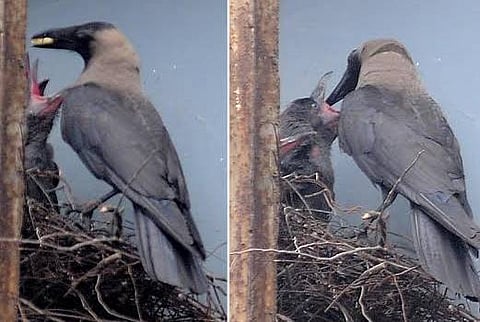 காக்கைச் சிறகினிலே...