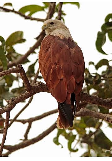 ஒத்தையில நிக்கிறேன்..!