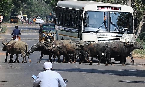 அட எருமைகளா..!