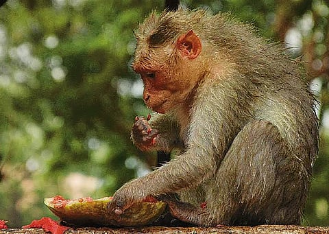 அட மனுசப் பயலுகளா...!