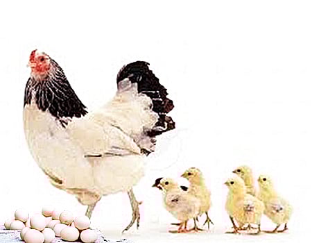 நாட்டுக் கோழி வளர்த்தால் நல்ல லாபம்!