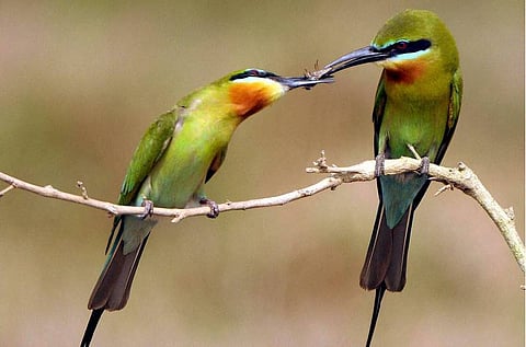 போட்டா போட்டி