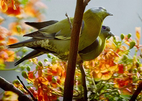 ரெடி ஜூட்