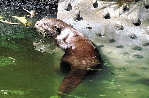 நீர் நாய்க்கு புதிய இடம்: வண்டலூர் பூங்காவில் சுறுசுறுப்பான உயிரினம்
