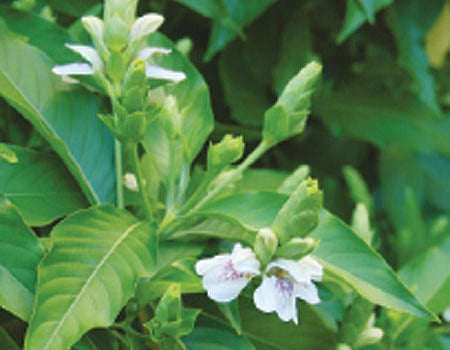 ஆயுள் காக்கும் ஆயுர்வேதம்: இரத்தக் கசிவு குணமாக...