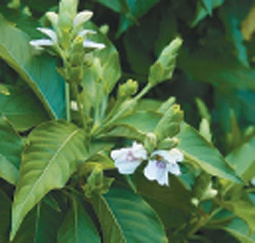 ஆயுள் காக்கும் ஆயுர்வேதம்: இரத்தக் கசிவுக்கு மருந்து!