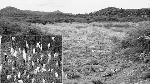 கோட்டான்பள்ளம் ஏரியை பறவைகள் சரணாலயமாக்க நடவடிக்கை தேவை