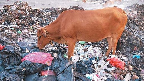 அச்சுறுத்தும் மருத்துவக் கழிவுகளுக்குத் தீர்வு!