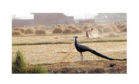 தொலைந்துபோன வாழ்விடங்களால் விளைநிலங்களில் தஞ்சம் புகும் மயில்கள்: சரணாலயம் அமைக்கப்படுமா?