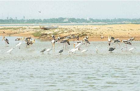 மணப்பாடு கடற்கரையோரம் சிறகடித்துப் பறக்கும் பறவைகள்.