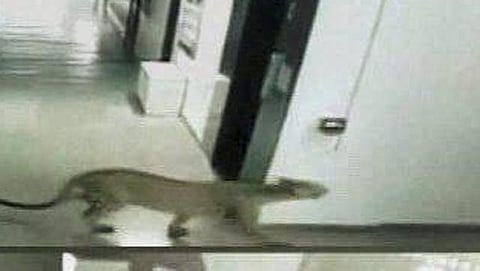 பெங்களூர் பள்ளியில் மீண்டும் சிறுத்தை நடமாட்டம்: மக்கள் அச்சம்