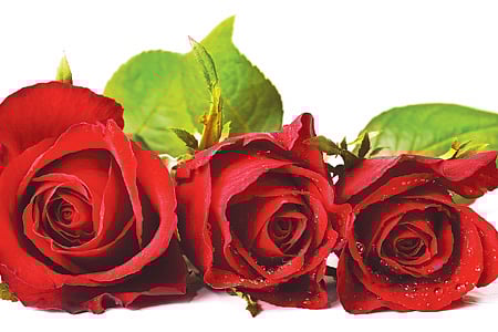 காதலர் தினத்தை முன்னிட்டு ஒசூரில் இருந்து 2 கோடி ரோஜா மலர்கள் ஏற்றுமதி