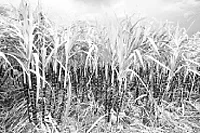 கரும்பின் வேறு பெயர்கள் 