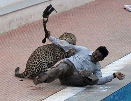 பெங்களூரு: பள்ளியில் பிடிப்பட்ட சிறுத்தை தப்பி ஓட்டம்