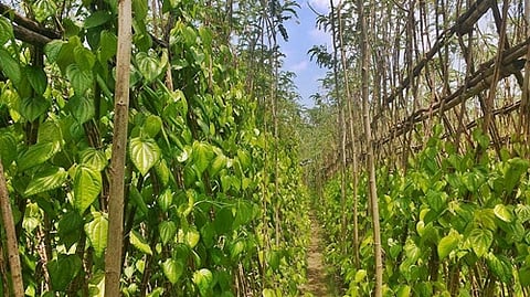 வெற்றிலை விலை கடும் வீழ்ச்சி: விலை நிர்ணயம் கிடைக்குமா? ஏக்கத்தில் விவசாயிகள்