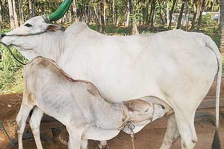 தீவனப் பற்றாக்குறை: கால்நடைகளுக்கு உணவாகும் கழிவுப் பஞ்சு