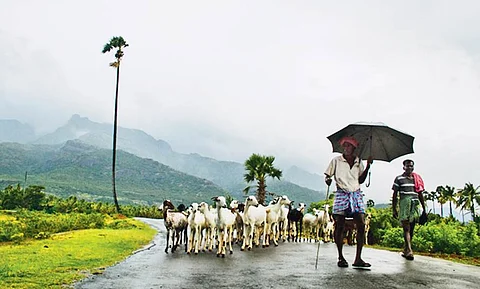 குறைந்த செலவில், அதிக வருமானம்: வெள்ளாடு வளர்த்து செல்வந்தராவீர்!