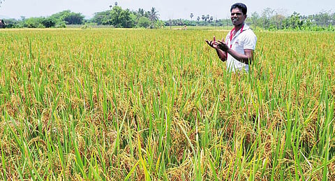 அறுவடைக்குக் காத்திருக்கும் "சேலம் சன்னா': இயற்கை விவசாயத்தில் களமிறங்கிய பட்டதாரி இளைஞர்