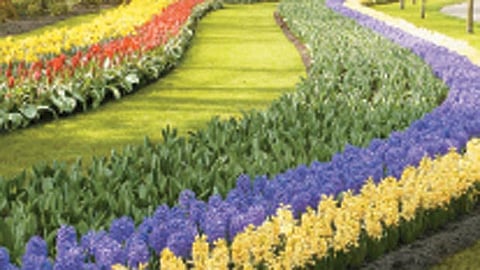 உலகின் மிகப் பெரிய பூந்தோட்டம்