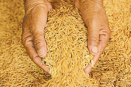 நெல் சாகுபடியில் விதை நேர்த்தி