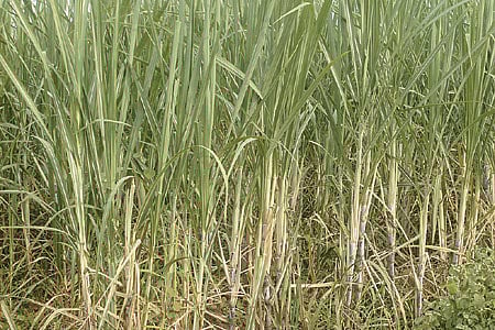 கரும்பில் சுடுமல்லி ஒட்டுண்ணி நோய் மேலாண்மை!