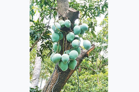 வெட்டிய மரக் கிளையில் கொத்தாக காய்த்த மாங்காய்கள்